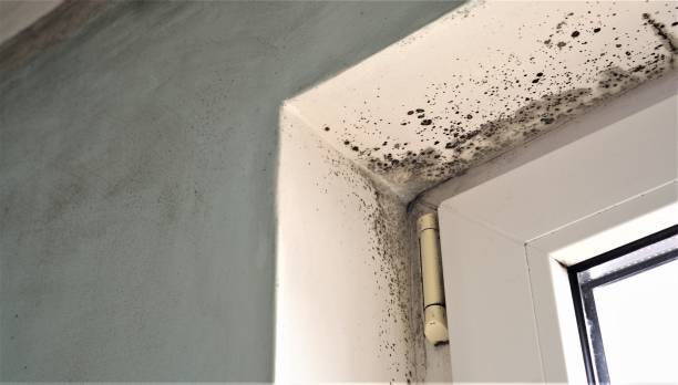 Best Water Damage & Mold Remediation  in Ralston, NE
