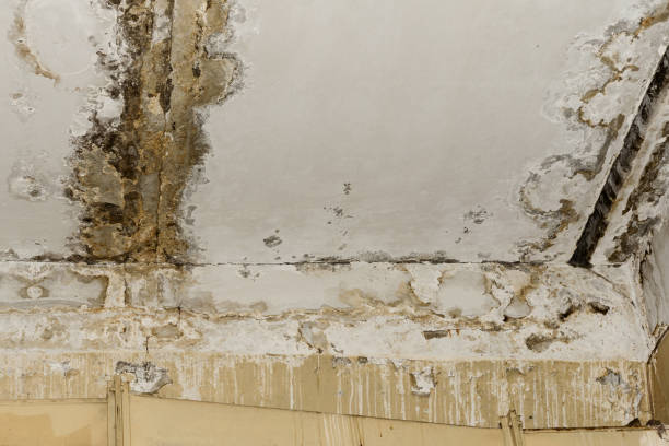 Best Post-Construction Mold Inspection  in Ralston, NE