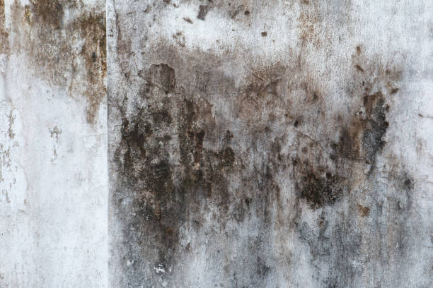 Best Dehumidification Services  in Ralston, NE