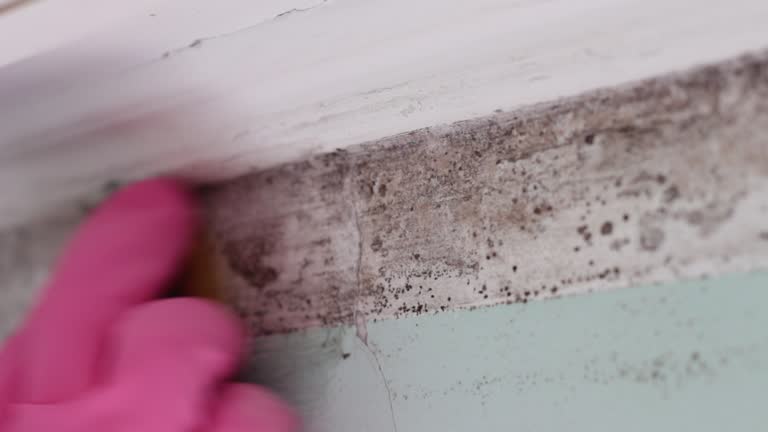 Best Biohazard Mold Removal  in Ralston, NE